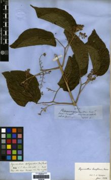 Type specimen at Edinburgh (E). Spruce, Richard: 4895. Barcode: E00259199.