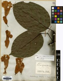 Type specimen at Edinburgh (E). Schomburgk, Robert: 575. Barcode: E00259206.
