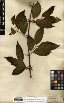 Type specimen at Edinburgh (E). Thomson, William: 114. Barcode: E00259215.