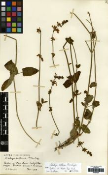 Type specimen at Edinburgh (E). Purpus, Carl: 2576. Barcode: E00259239.