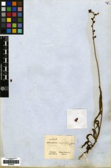 Type specimen at Edinburgh (E). Gardner, George: 3411. Barcode: E00259246.