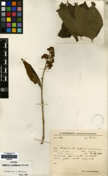 Type specimen at Edinburgh (E). Steinbach, José: 3168. Barcode: E00259247.