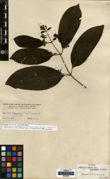 Type specimen at Edinburgh (E). Smith, Herbert: 329. Barcode: E00259250.