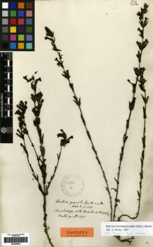 Type specimen at Edinburgh (E). Hartweg, Karl: 1291. Barcode: E00259253.