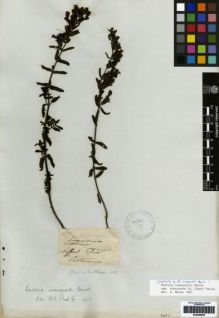 Type specimen at Edinburgh (E). Mathews, Andrew: 897. Barcode: E00259255.