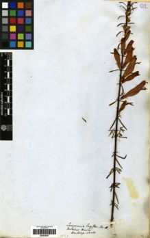 Type specimen at Edinburgh (E). Hartweg, Karl: 188. Barcode: E00259257.