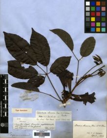 Type specimen at Edinburgh (E). Spruce, Richard: 1979. Barcode: E00259258.