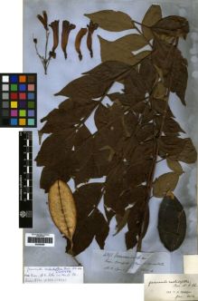 Type specimen at Edinburgh (E). Spruce, Richard: 4893. Barcode: E00259260.