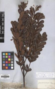 Type specimen at Edinburgh (E). Spruce, Richard: 2571. Barcode: E00259261.