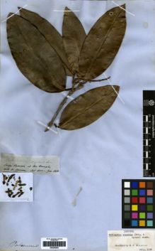Type specimen at Edinburgh (E). Spruce, Richard: 2485. Barcode: E00259263.
