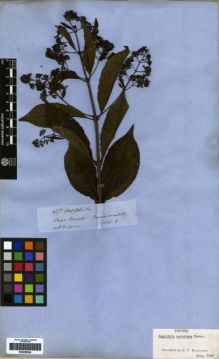 Type specimen at Edinburgh (E). Spruce, Richard: 4275. Barcode: E00259264.
