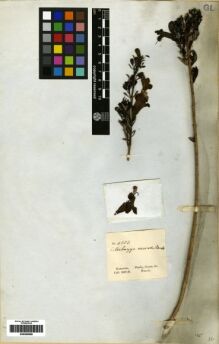 Type specimen at Edinburgh (E). Gardner, George: 4303. Barcode: E00259269.