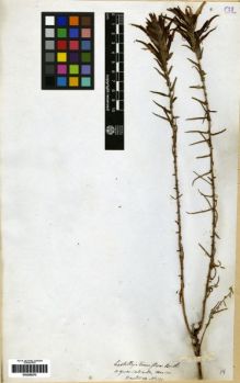 Type specimen at Edinburgh (E). Hartweg, Karl: 191. Barcode: E00259270.