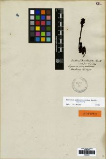 Type specimen at Edinburgh (E). Hartweg, Karl: 1290. Barcode: E00259271.