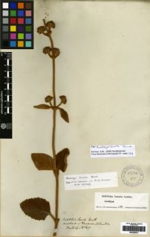 Type specimen at Edinburgh (E). Hartweg, Karl: 817. Barcode: E00259275.