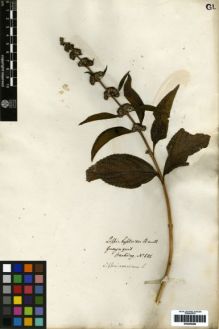 Type specimen at Edinburgh (E). Hartweg, Karl: 686. Barcode: E00259289.