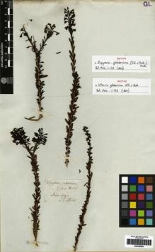 Type specimen at Edinburgh (E). Gillies, John: . Barcode: E00259290.