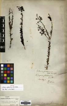 Type specimen at Edinburgh (E). Gillies, John: . Barcode: E00259291.