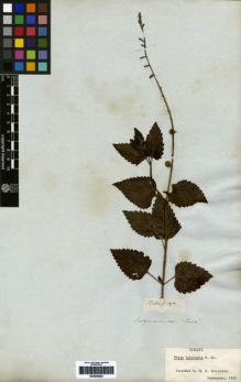 Type specimen at Edinburgh (E). Salzmann, Philipp: . Barcode: E00259292.