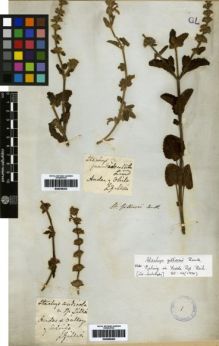 Type specimen at Edinburgh (E). Gillies, John: . Barcode: E00259302.