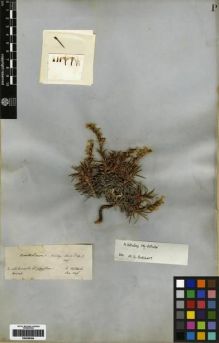 Type specimen at Edinburgh (E). Von Heldreich, Theodor: . Barcode: E00259304.