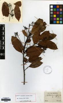 Type specimen at Edinburgh (E). Sellow, Friedrich: . Barcode: E00259309.