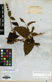 Type specimen at Edinburgh (E). Sellow, Friedrich: . Barcode: E00259311.