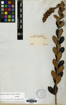 Type specimen at Edinburgh (E). Sellow, Friedrich: . Barcode: E00259314.