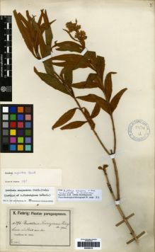 Type specimen at Edinburgh (E). Fiebrig, Karl: 396. Barcode: E00259315.