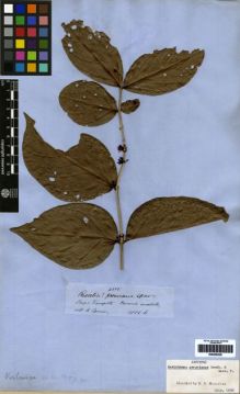 Type specimen at Edinburgh (E). Spruce, Richard: 4515. Barcode: E00259320.