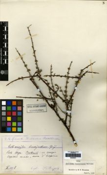 Type specimen at Edinburgh (E). Reineck, Eduard: . Barcode: E00259321.