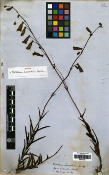 Type specimen at Edinburgh (E). Hartweg, Karl: 184. Barcode: E00259322.