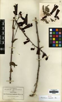 Type specimen at Edinburgh (E). Pringle, Cyrus: 8568. Barcode: E00259323.