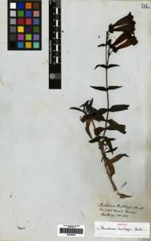 Type specimen at Edinburgh (E). Hartweg, Karl: 362. Barcode: E00259324. Type specimen at Edinburgh (E). Hartweg, Karl: 362. Barcode: E00259324.
