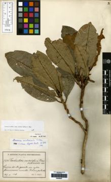 Type specimen at Edinburgh (E). Sintenis, Paul: 5335. Barcode: E00259327.