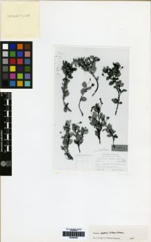 Type specimen at Edinburgh (E). Ekman, E.: H1550. Barcode: E00259328.