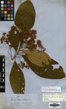 Type specimen at Edinburgh (E). Spruce, Richard: 4940. Barcode: E00259331.