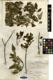 Type specimen at Edinburgh (E). Purpus, Carl: 3990. Barcode: E00259333.