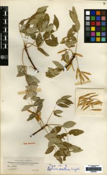 Type specimen at Edinburgh (E). Townsend, Charles; Barber, Charles: 354. Barcode: E00259336.
