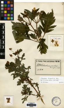 Type specimen at Edinburgh (E). Fiebrig, Karl: 3394. Barcode: E00259342.
