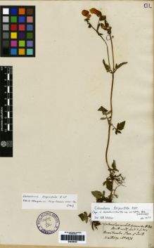 Type specimen at Edinburgh (E). Hartweg, Karl: 1271. Barcode: E00259343.