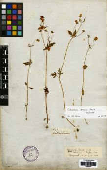 Type specimen at Edinburgh (E). Mathews, Andrew: 1047. Barcode: E00259345.