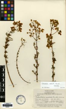 Type specimen at Edinburgh (E). Pennell, Francis: 13802. Barcode: E00259347.