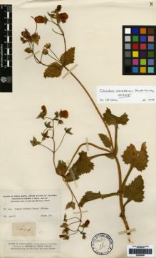 Type specimen at Edinburgh (E). Smith, Herbert: 1404. Barcode: E00259351.