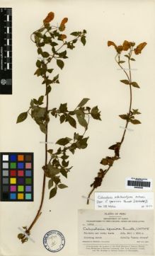 Type specimen at Edinburgh (E). Pennell, Francis: 13816. Barcode: E00259356.