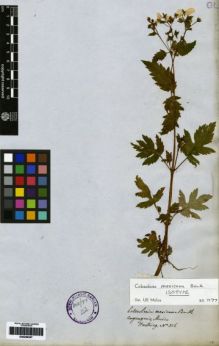 Type specimen at Edinburgh (E). Hartweg, Karl: 356. Barcode: E00259357.