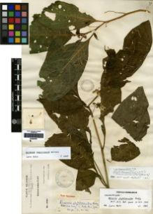 Type specimen at Edinburgh (E). Bang, Miguel: 1740. Barcode: E00259361.