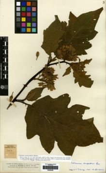 Type specimen at Edinburgh (E). Smith, Herbert: 1144. Barcode: E00259362.