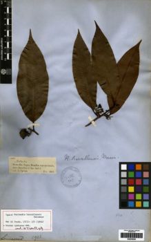 Type specimen at Edinburgh (E). Spruce, Richard: 1925. Barcode: E00259368.