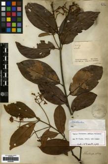 Type specimen at Edinburgh (E). Schomburgk, Robert: 29. Barcode: E00259369.